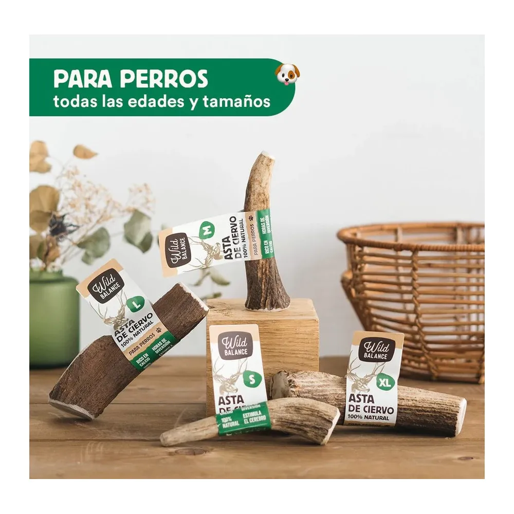 Asta de Ciervo Entera
